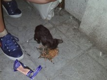 Пожарникари два часа се бориха за живота на котенце, паднало в сифон