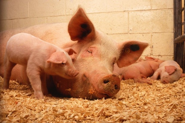 По сигнал за съмнение за Африканска чума по свинете, Българската