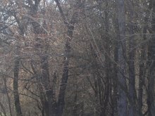 Убиват гора заради тръба