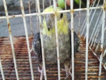 Изхвърлиха жив папагал в клетка на боклука