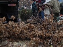 Кастрят дървета в района на "Капитан Райчо", движението е затруднено