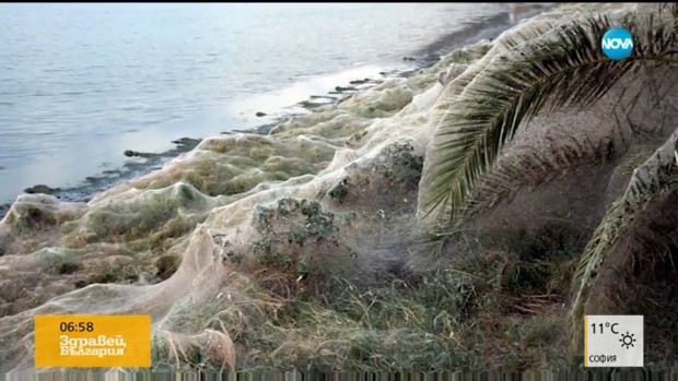 Гигантска паяжина покри плаж на остров в Гърция Тя е