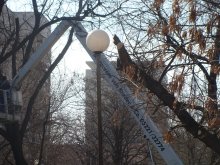 Кметът на "Западен" спира унищожаването на горичка в района