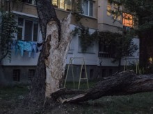 Огромно дърво падна в "Кършияка", по чудо няма жертви