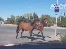 Не е монтаж! Това се случва в Пловдив - евростолицата на културата!