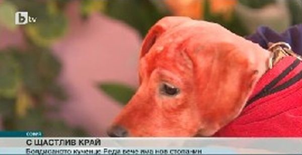 Кучето Реди, което беше боядисано с червена боя, вече има
