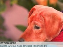 История с щастлив край: Боядисаното кученце Реди вече си има стопанин