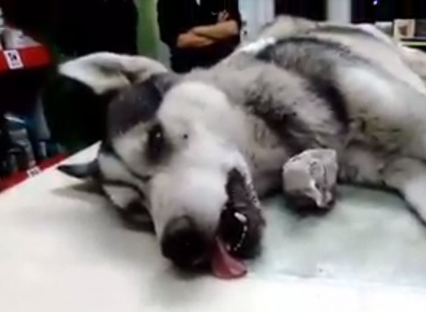 Видеоклип с куче в предсмъртна агония потресе потребителите на фейсбук