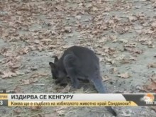 Продължава издирването на кенгуруто, което избяга от зоокъта в Сандански