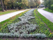 Разкрасяват Пловдив с 1 000 000 есенни цветя