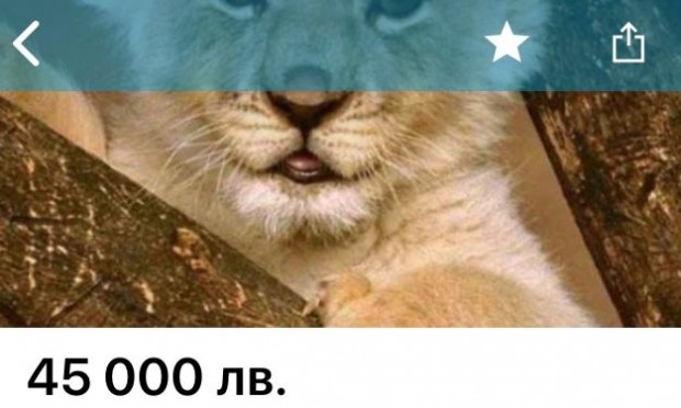 Женски лъв се продава в OLX - това твърди читателка