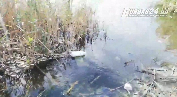 Мургави рибари събират мъртва риба от замърсен водоем край Поморие