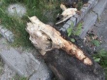 �������� �� ������� ������ �� ������ � ������� ���� �� ����, ������ ������