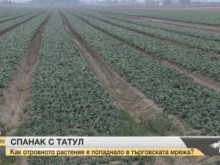 Важно съобщение от "Кауфланд" относно опасния спанак с татул!