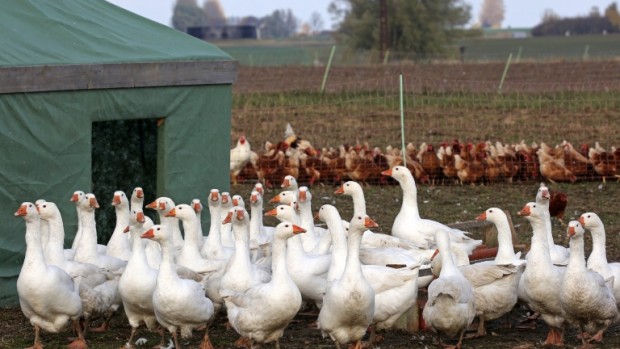 Зараза от птичи грип е открита в брезовското село Чоба,