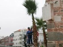 Вече зазимяват палмите в Пловдив