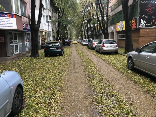 Varna24.bg Силният вятър обрули листата на дърветата във Варна и