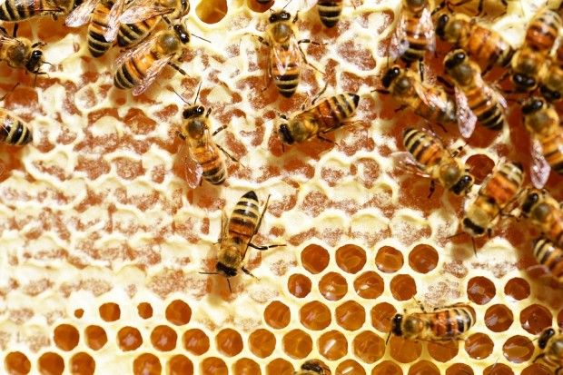 Поредна слаба година за пчеларите От съсловието организират протест с