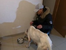 Благородна постъпка: Млада пловдивчанка пропътува 120 км, за да спаси изоставено куче