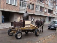 Конюшни за ромски коне възможни догодина