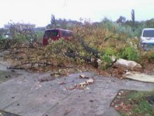 5000 лева за отсечено дърво