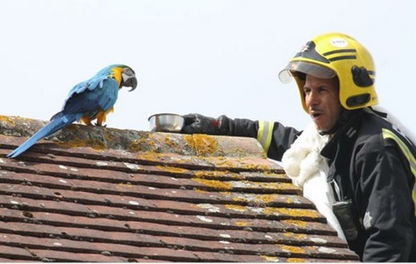 Домашен папагал, заседнал на покрив в Едмънтън, Северен Лондон, буквално