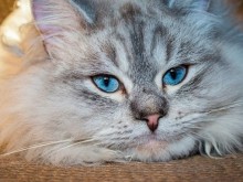 Междусъседски войни: Мъж е в ареста заради убийство на котка