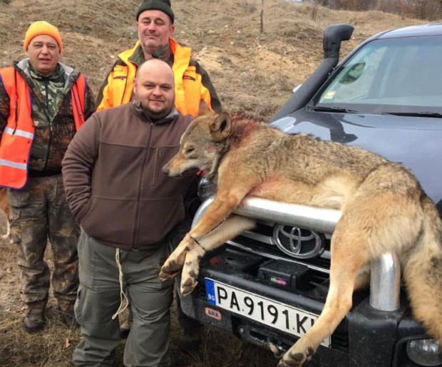 Дългогодишният ловец от Първа ловна дружинка Панагюрище Стоян Палийски Момо отстреля 55 килограмов