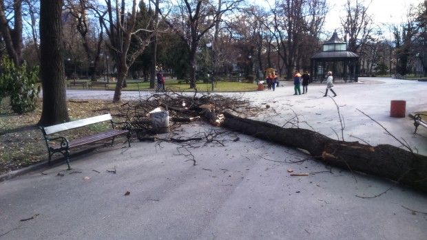 Пловдив се размина с огромна трагедия след като дърво се