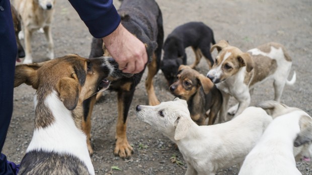 В Бургас от години не съществува проблем с безстопанствените кучета