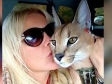 Ясна е собственичката на каракала, който се разхождаше в Пловдив