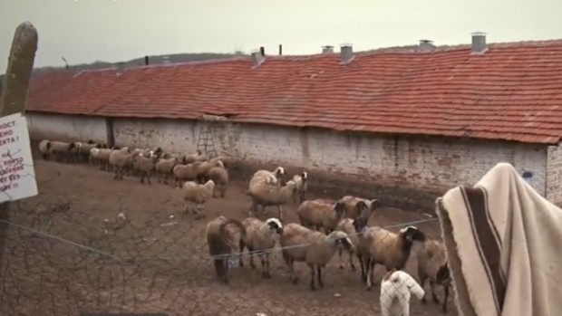 Пред няколко месеца бяха умъртвени всички над 3300 овце и