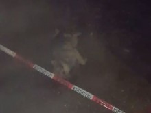Изрод изхвърли куче от 8 етаж, хората потресени! (18+)