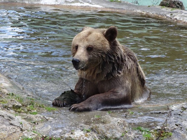 Днес мечката Свобода става на 30 години похвалиха се от