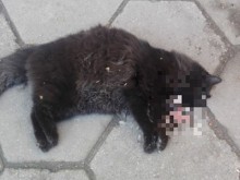 Жестокост в центъра на Пловдив! (18+)