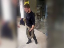 Ето я най-търсената змия, която подлуди Пловдив