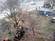 Пловдивчанин: Помощ, спасете дърветата! Plovdiv24.bg изяснява ситуацията