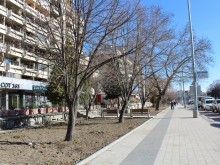 Десетки нови дървета и стотици храсти обогатяват зеленината по "Княгиня Мария Луиза"