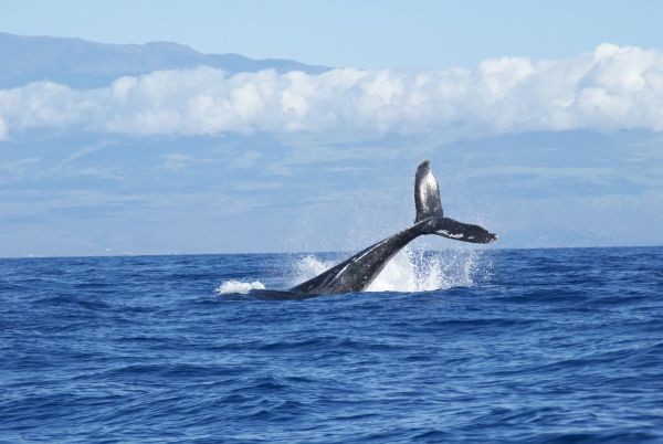 Южноафриканец оцеля след като почти беше погълнат от кит край