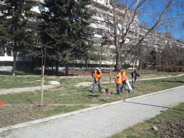 Пролетно засаждане на дървета по компенсационни програми на Община Варна