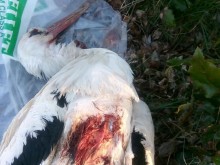 Долно същество! Изрод застреля щъркел в Хаджидимово!