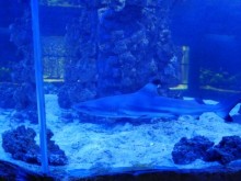 Откриват нова зала в морския аквариум на Природонаучния музей