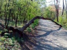 Дърво падна на алея в парк "Лаута"! "Общинска охрана" обезопаси мястото