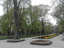 Смяна на караула в Цар Симеоновата градина: Чинар вместо кестен!