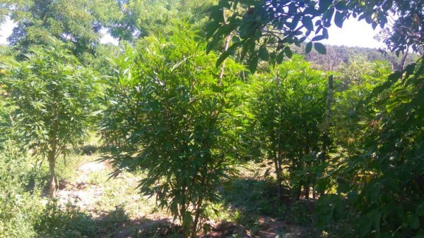 Инспектор от БАБХ си направи плантация от марихуана, дойде време да плати за стореното
