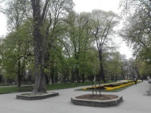 Предупредиха пловдивчани за масова санитарна сеч!