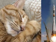 Изпращат кремирана котка в Космоса