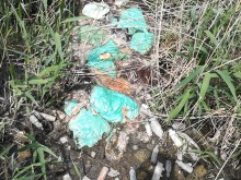 Полуразложени трупове на животни шокираха пловдивчанин