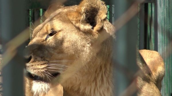 БГНЕС
Двете новородени лъвчета в хасковския зоокът “Кенана починаха едва 36