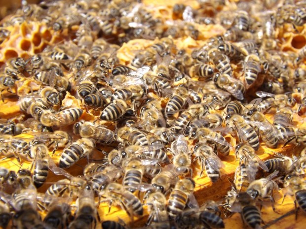 Агенцията по храните не вижда масов мор по пчелите заради